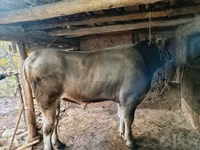 公牛, Swiss cattle — 照片 1
