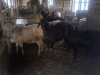 Ram, Sheep — photo 3