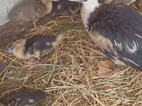 Domestic Muscovy — photo 4