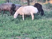 Schaf, Schafe — Foto 6
