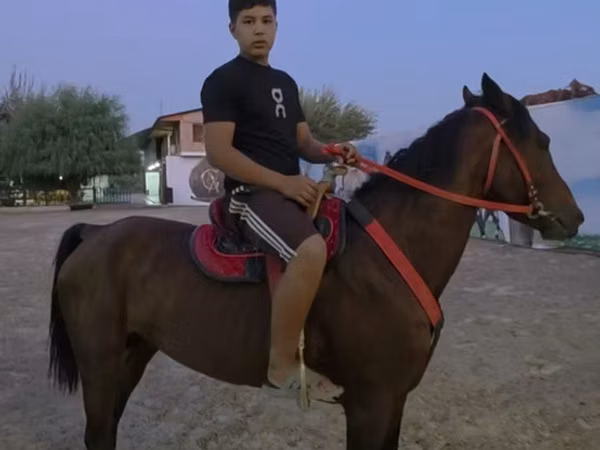 حصان, الخيول
