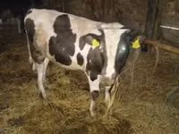 公牛, Simmental cattle — 照片 3