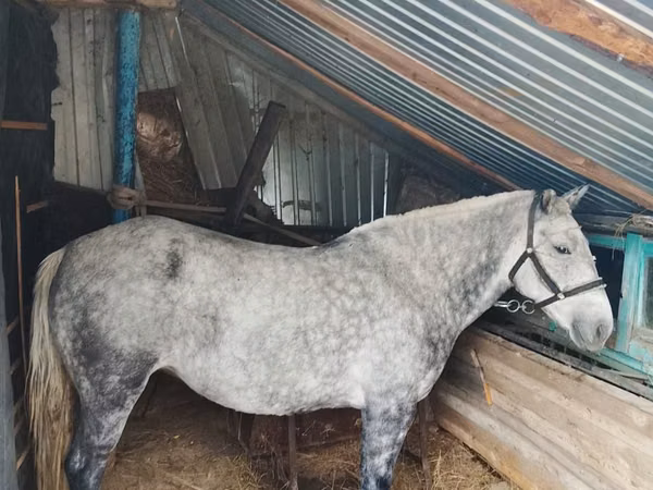Stute, Ukrainian Riding Horse — Kasachstan
