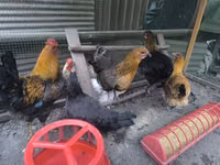 Chickens — Foto 1