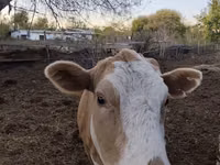 गाय, Simmental cattle — फ़ोटो 1