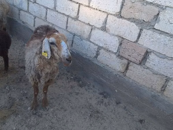 Кочкор, Койлор — Казакстан