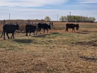 Сиыр, Swiss cattle — 3-сурет