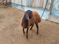 मेढ़ा, Suffolk sheep — फ़ोटो 3