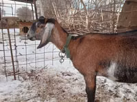 母山羊, Nubian Goat — 照片 3