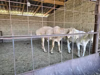公羊, Arashan sheep — 照片 5