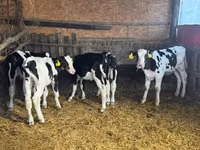 Bulle, Russian Black pied cattle — Foto 2