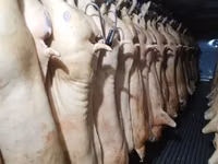 Осоо ПромАгро Оптовая продажа мясо свинины в пол тушахСубпродукты — foto 3