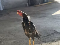 Chickens — Foto 2
