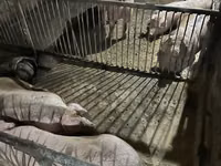 Eber, Schweine — Foto 2