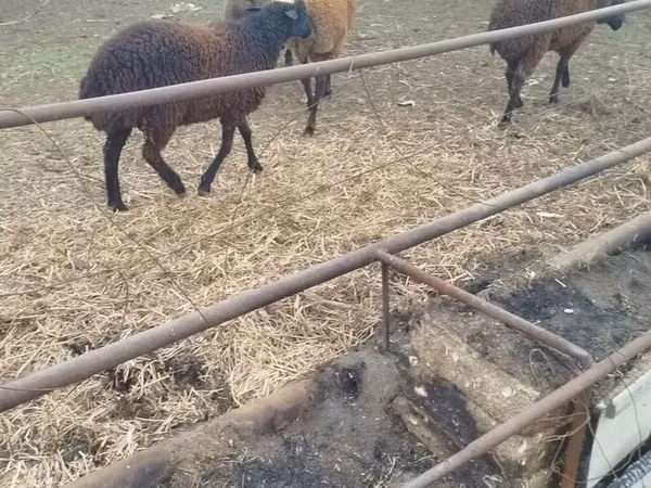 绵羊（批次，未指定性别）, Karabakh sheep