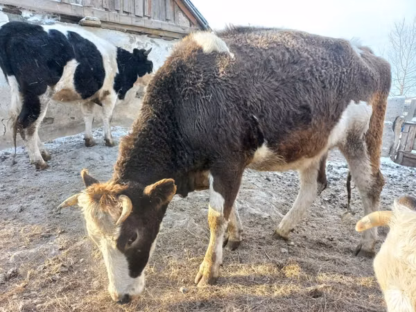 गाय, Simmental cattle — कज़ाखस्तान