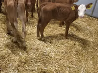ІҚМ (топ, жынысы көрсетілмеген), Simmental cattle — 5-сурет