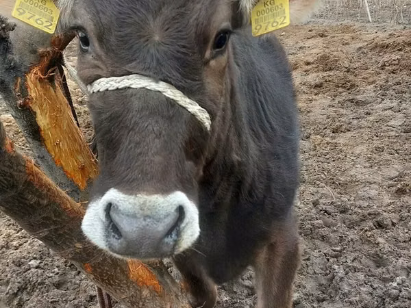 母牛, Cattle — 吉尔吉斯斯坦