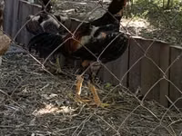 Chickens — الصورة 1