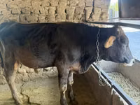 公牛, Cattle — 照片 4