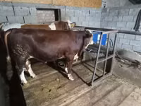 公牛, Simmental cattle — 照片 3