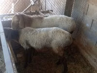 Oveja, Ovejas — foto 2