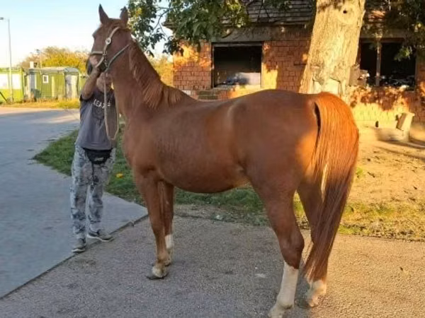 Конь, Кишбер
