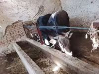 公牛, Cattle — 照片 3