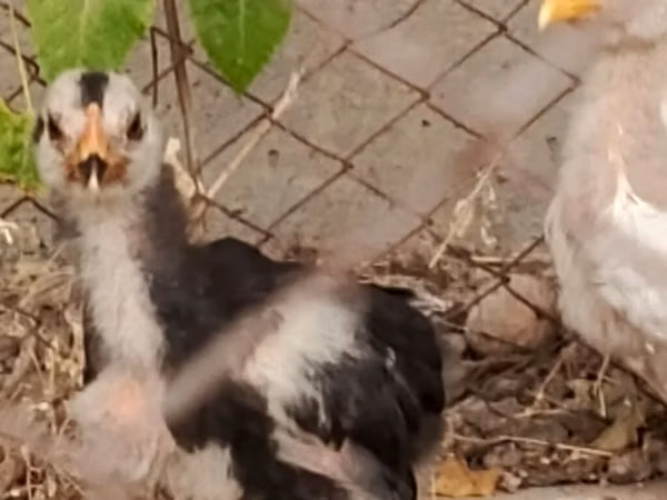 Chickens — Kirgisistan