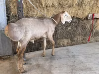 Widder, Arashan sheep — Foto 6