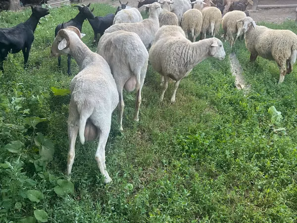 Carnero, Assaf sheep