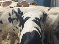Qoramol (partiya, jinsi ko‘rsatilmagan), Simmental cattle — 7-rasm