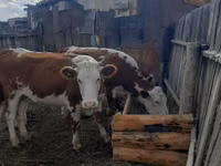 गाय, Simmental cattle — फ़ोटो 3