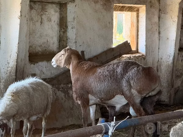 كبش, Arashan sheep — أوزبكستان