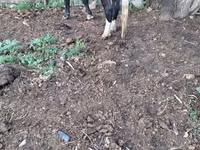 Kuh, Russian Black pied cattle — Foto 2