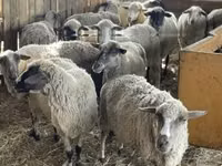 Widder, White Suffolk sheep — Foto 3