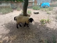 Қошқар, White Suffolk sheep — 8-сурет