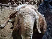 Qoʻchqor, Arashan sheep — 3-rasm