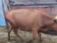 Kuh, Simmental cattle — Foto 4