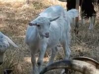 Ziege, Ziegen — Foto 2