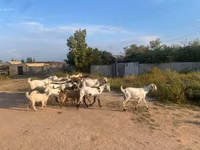 عنزة, Beetal goats — الصورة 3