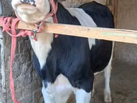 ثور, Simmental cattle — الصورة 2
