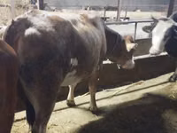 母牛, Simmental cattle — 照片 2