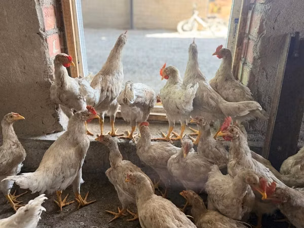 Chickens — Kirgisistan