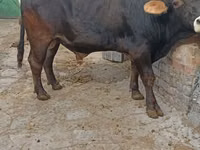 Букачар, Швиц породу — сүрөт 1