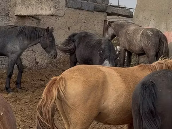 Hengst, Horse breed — Kasachstan