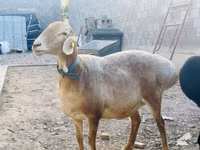 Sheep, Sheep — photo 1