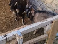 Cabra, Cabras — foto 1