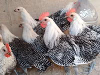 Chickens — Foto 3