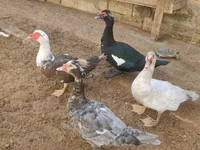 Ducks — Foto 4